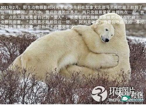 雪岭白牛力深得代表是什么生肖、警惕虚假宣传-全面释义、实时解答解释落实