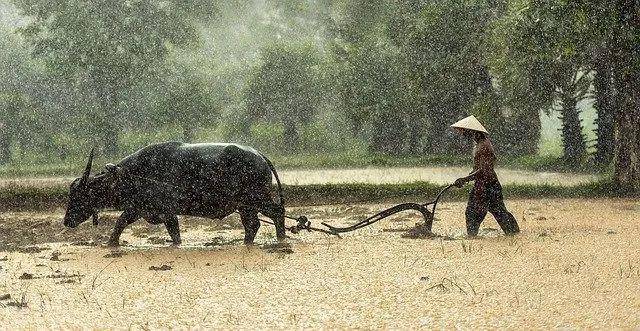 雪岭白牛力深得代表是什么生肖、警惕虚假宣传-全面释义、实时解答解释落实